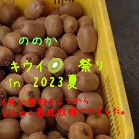 キウイ少し画像