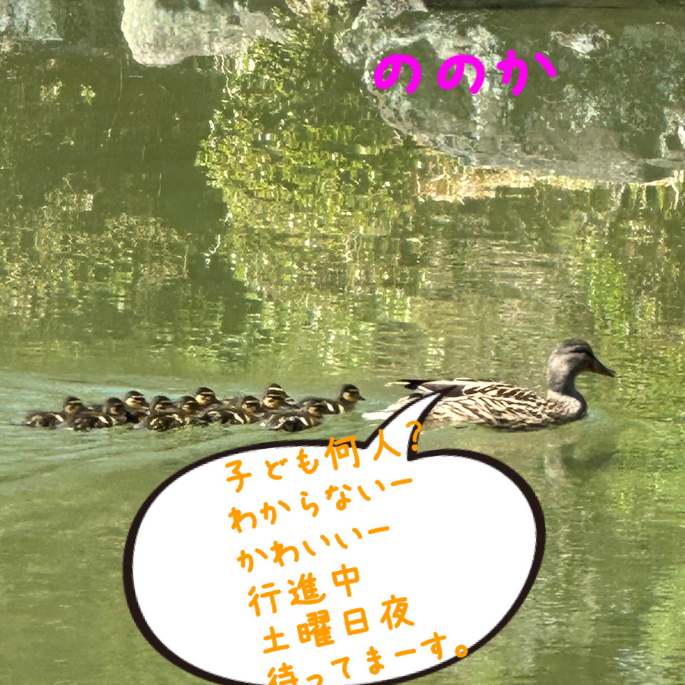 クイズ何匹でしょう！画像