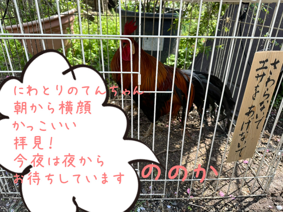 赤のトサカ 天ちゃん画像