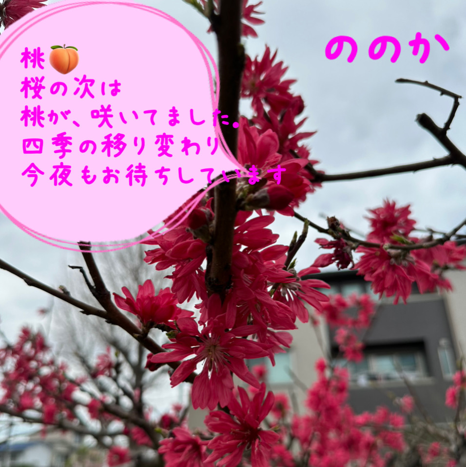 美しい発色画像