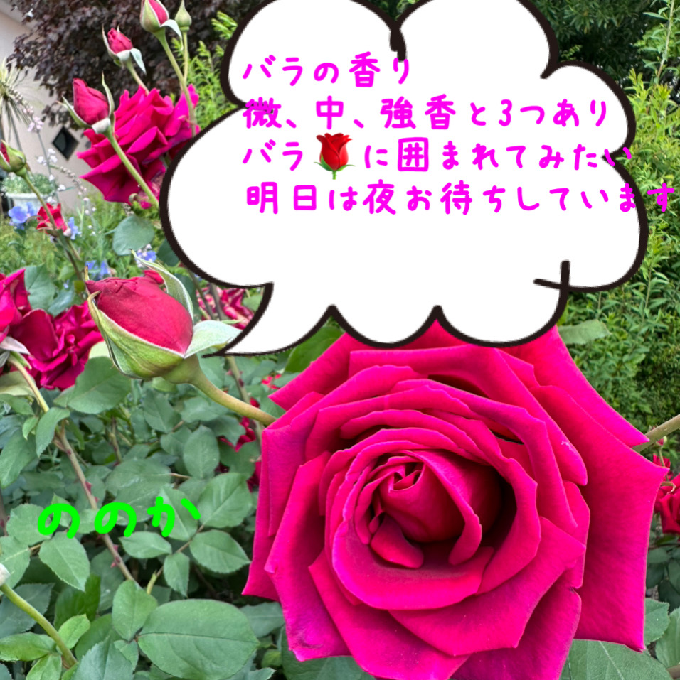 強香画像