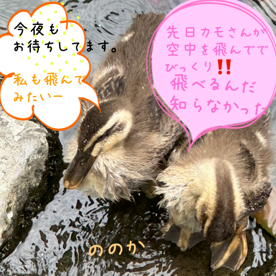 モフッと画像
