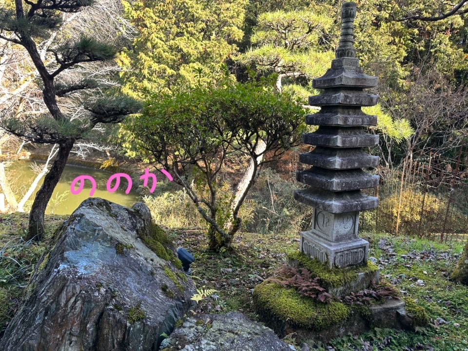 雨に濡れた石画像