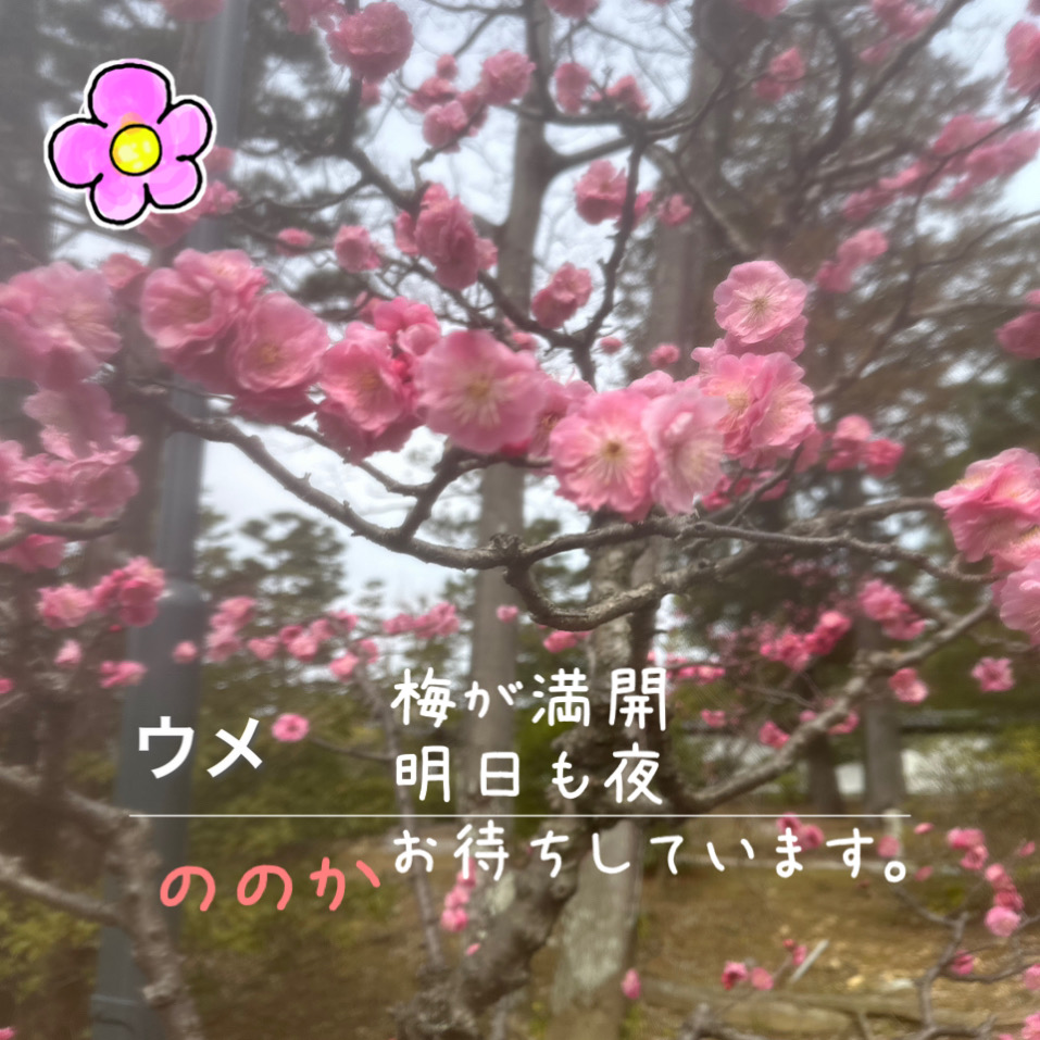 プラム画像