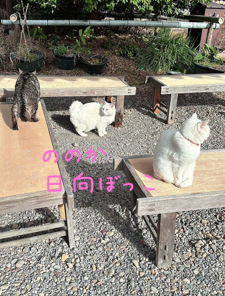 ありがたい福猫画像