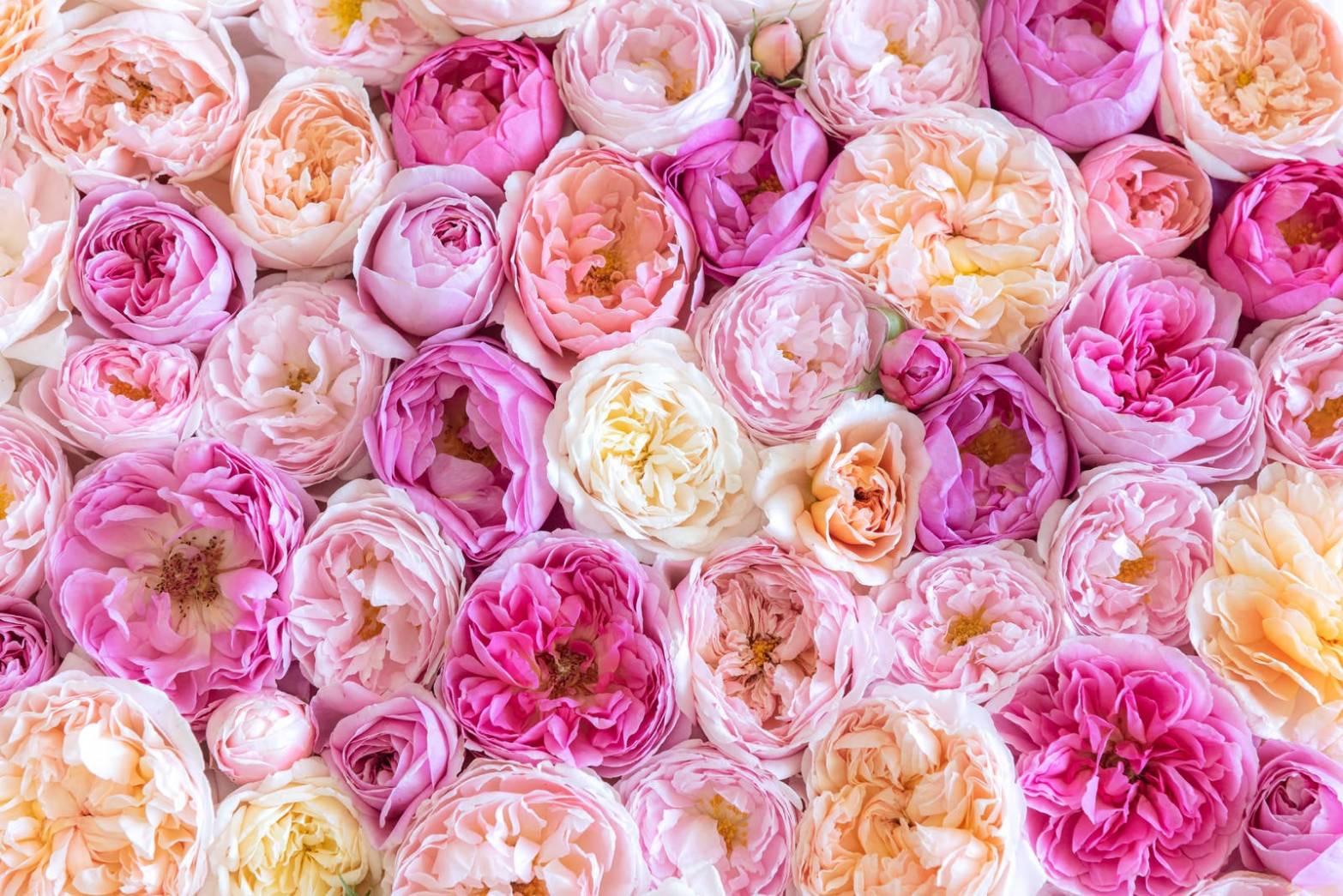 なおです♬画像