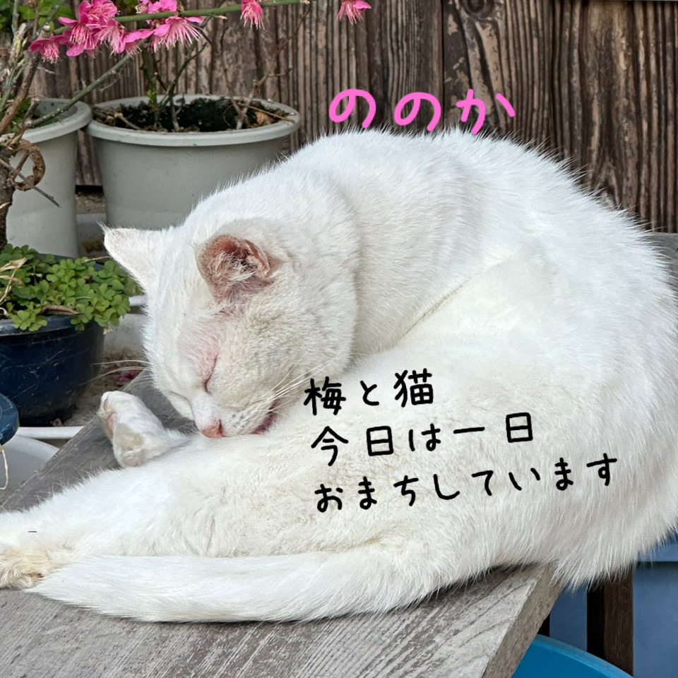 猫時々花画像