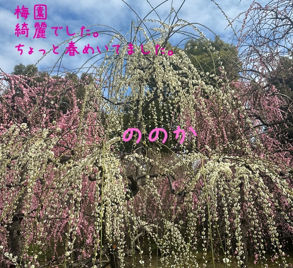 梅　花　梅画像