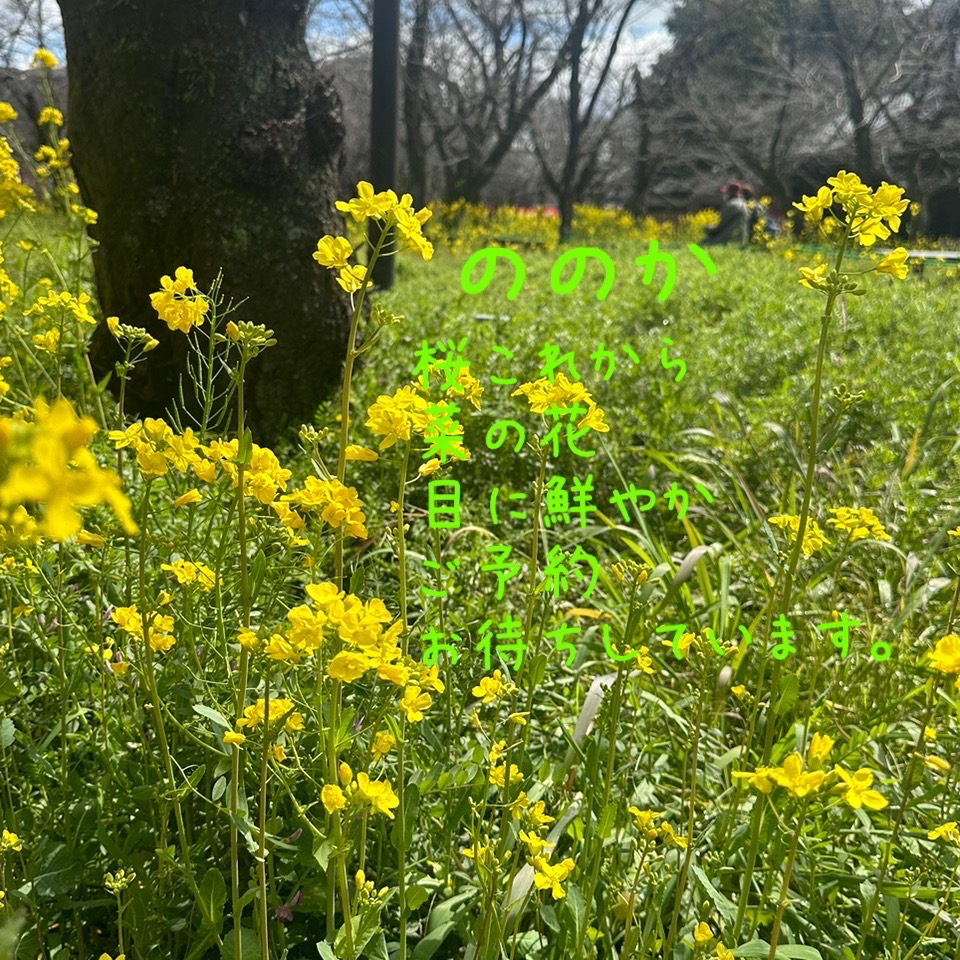 菜の花　キラキラ画像