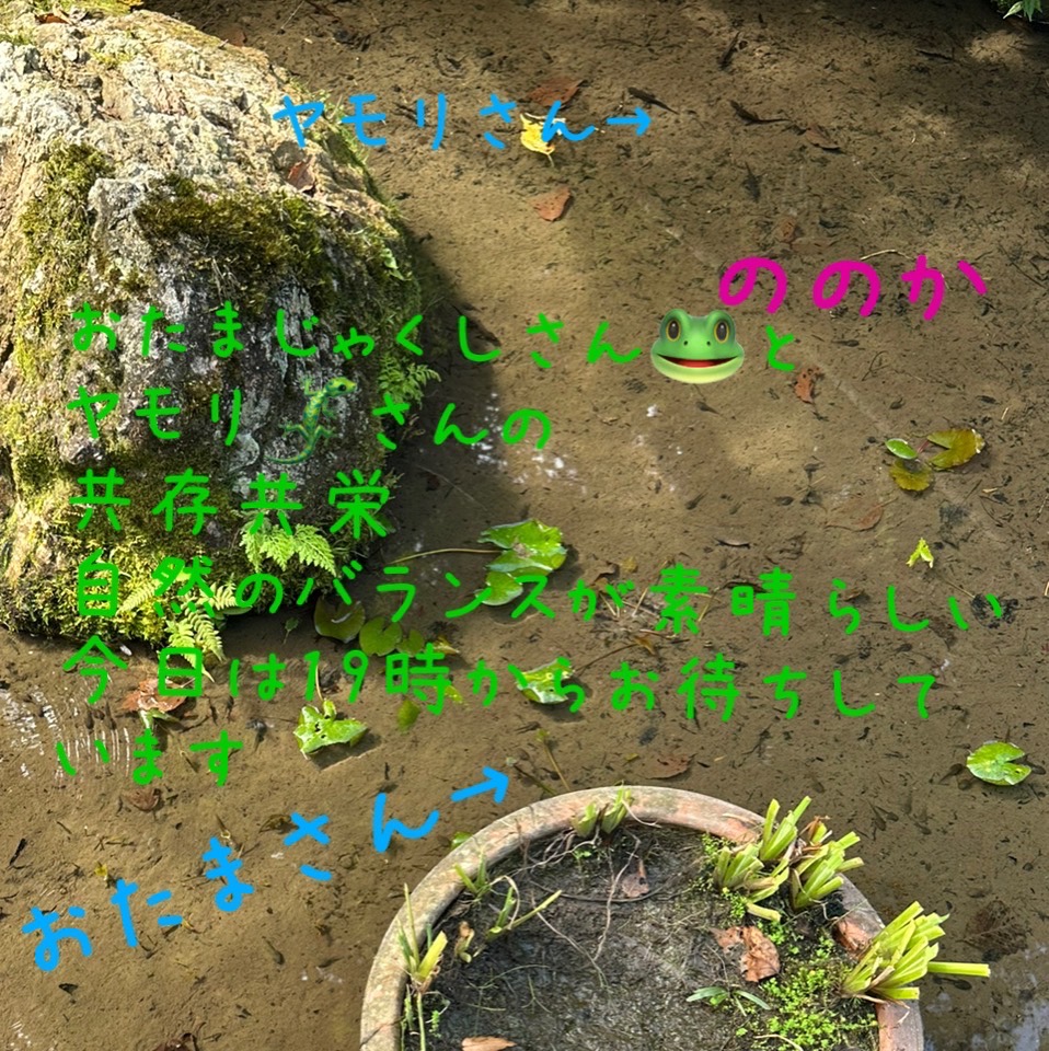 池の中の共存画像