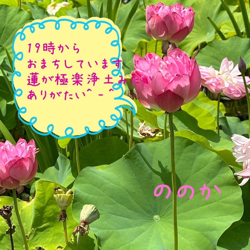 ハスと池とあの世画像