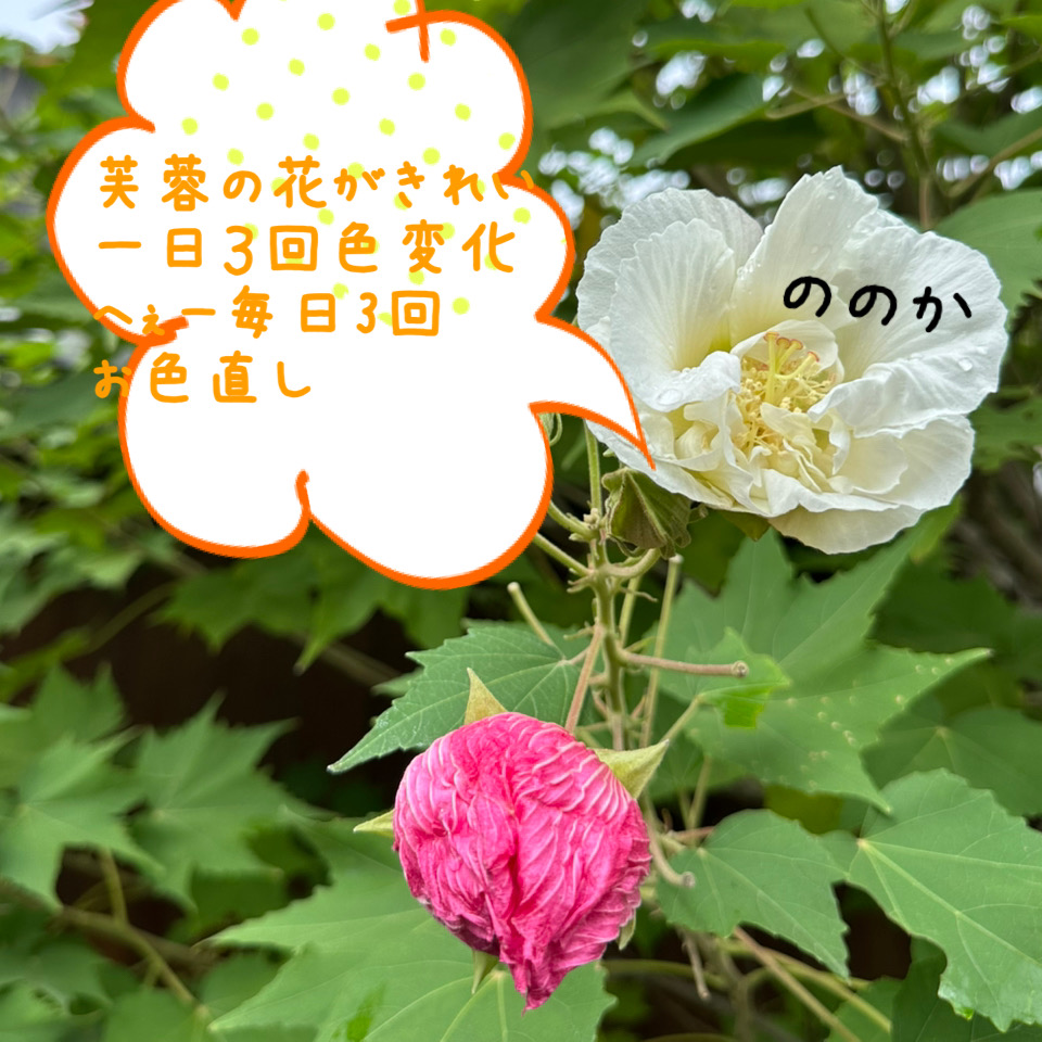 ふよう画像