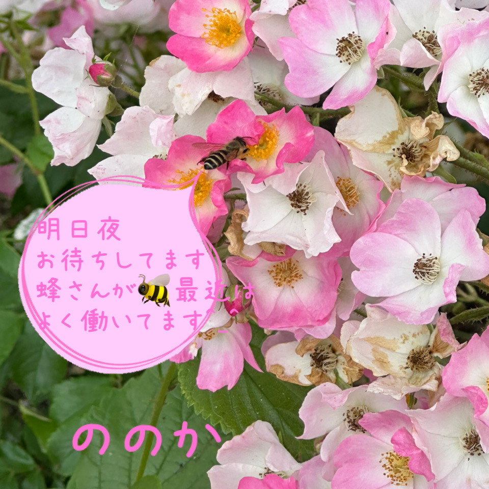 蜜集め画像