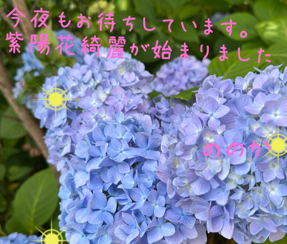 がく　紫陽花画像