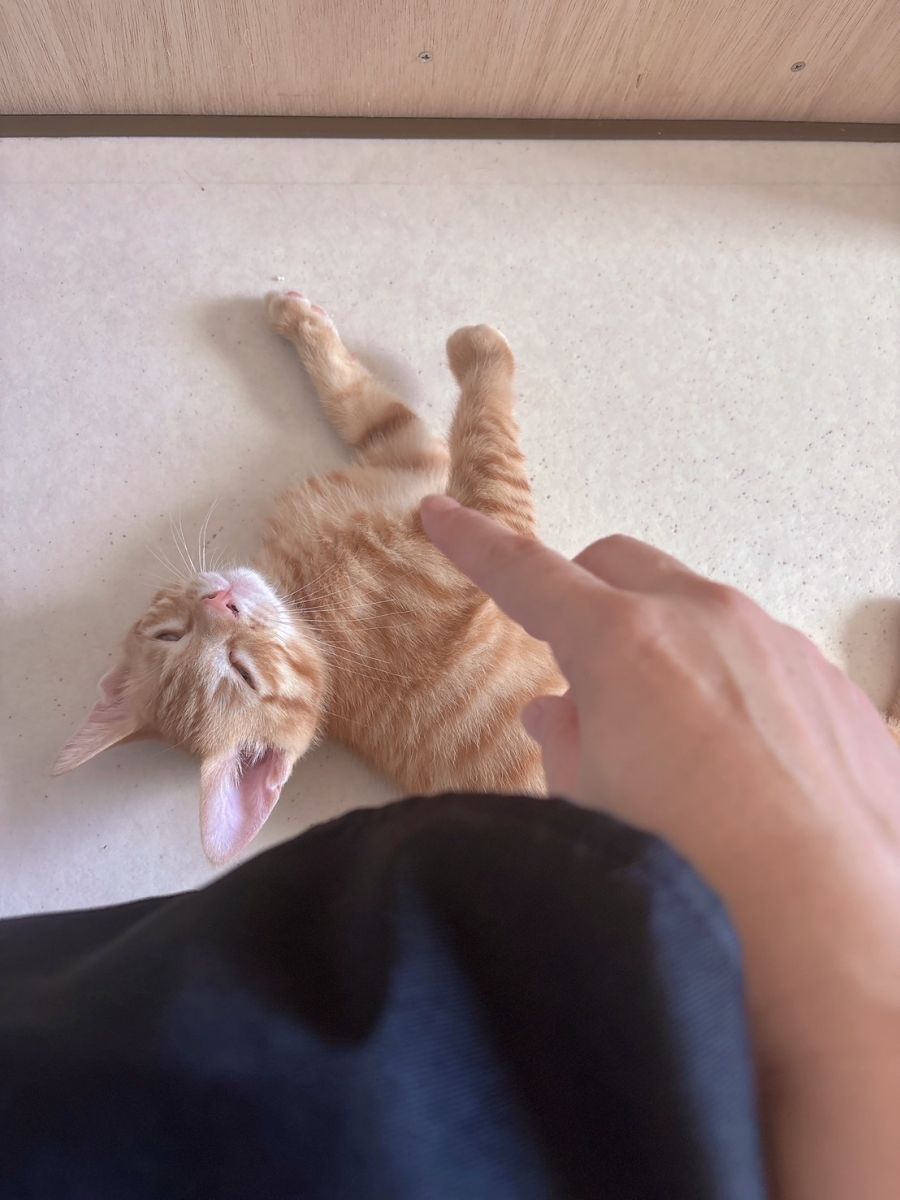 れおです。画像