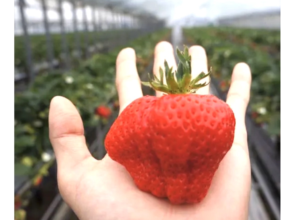 麗子です♡画像