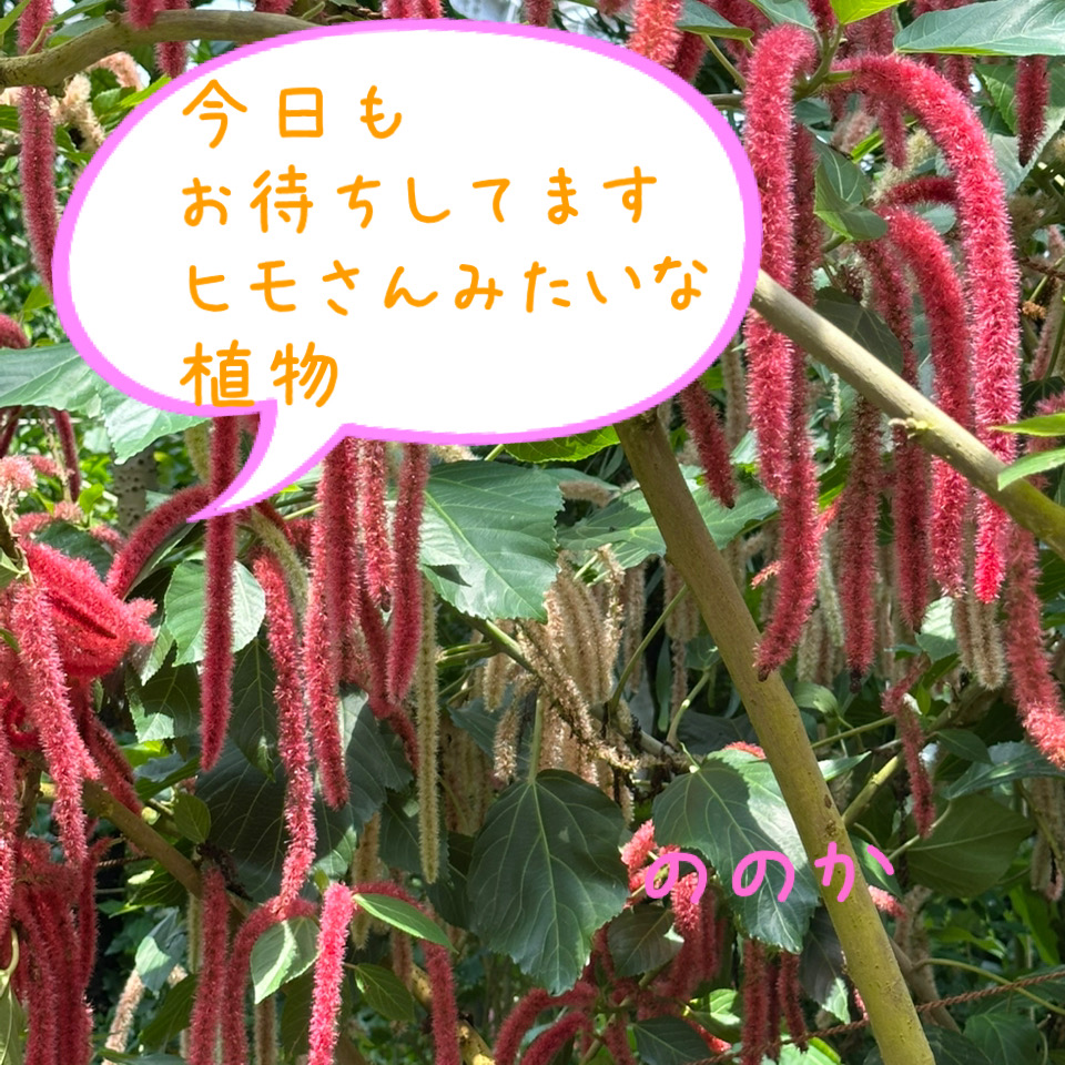 赤い紐画像