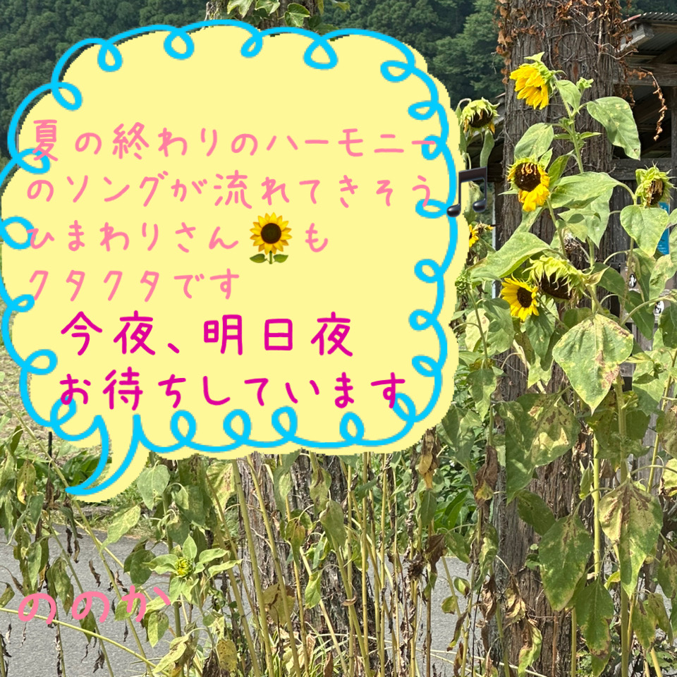 きいろ 夏画像