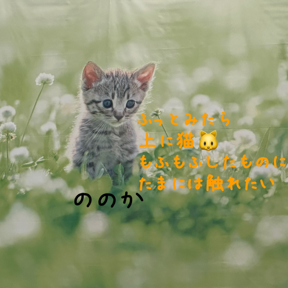 もふもふ画像