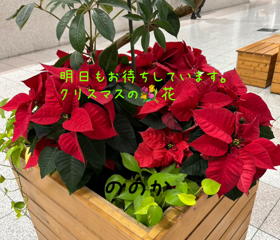 クリスマスを、彩る花画像